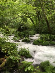 7月3日の朝ごはん(カオマダラクサカゲロウ、青森県 奥入瀬渓流)