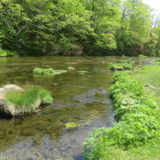 5月20日の朝ごはん(井伏鱒二とグダリ沼、ほうれん草と卵のニンニク炒め)