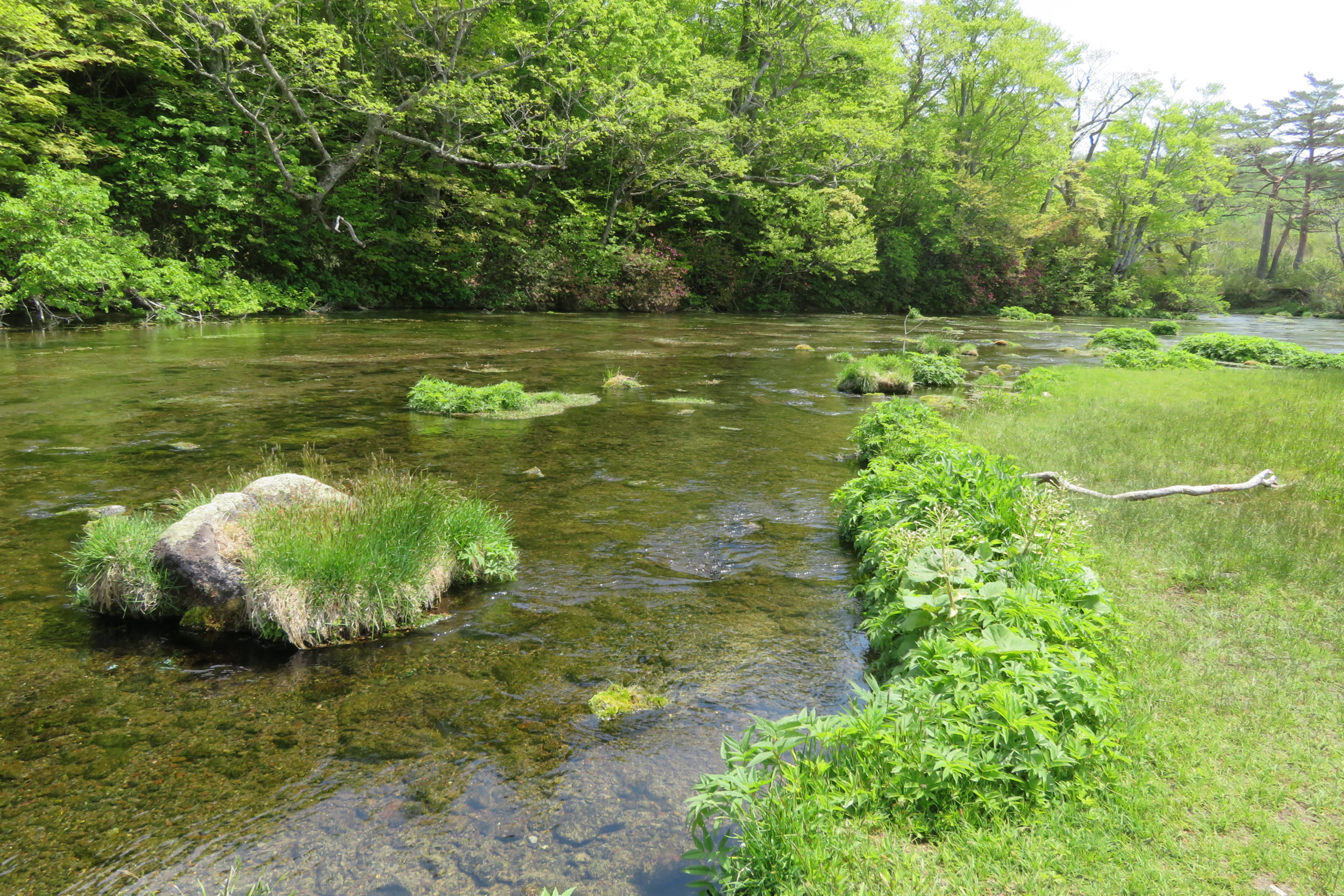 5月20日の朝ごはん(井伏鱒二とグダリ沼、ほうれん草と卵のニンニク炒め)