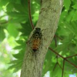 6月17日の朝ごはん(ラタトゥイユ、青森県田代平湿原の蝉)