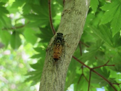 6月17日の朝ごはん(ラタトゥイユ、青森県田代平湿原の蝉)