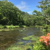 6月12日のお昼ごはん(青森県八甲田連峰のレンゲツツジとグダリ沼、豚しゃぶの梅肉和え)