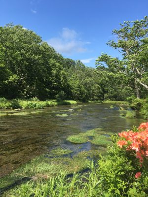 6月12日のお昼ごはん(青森県八甲田連峰のレンゲツツジとグダリ沼、豚しゃぶの梅肉和え)