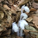 6月13日のお昼ごはん(豚角煮ごはん、青森県 秘湯 蔦温泉とギンリョウソウ)