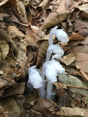 6月13日のお昼ごはん(豚角煮ごはん、青森県 秘湯 蔦温泉とギンリョウソウ)