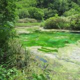 6月13日の朝ごはん(青森県 八甲田山 田代湿原のワタスゲと龍神沼、ビーフステーキと肉じゃが)