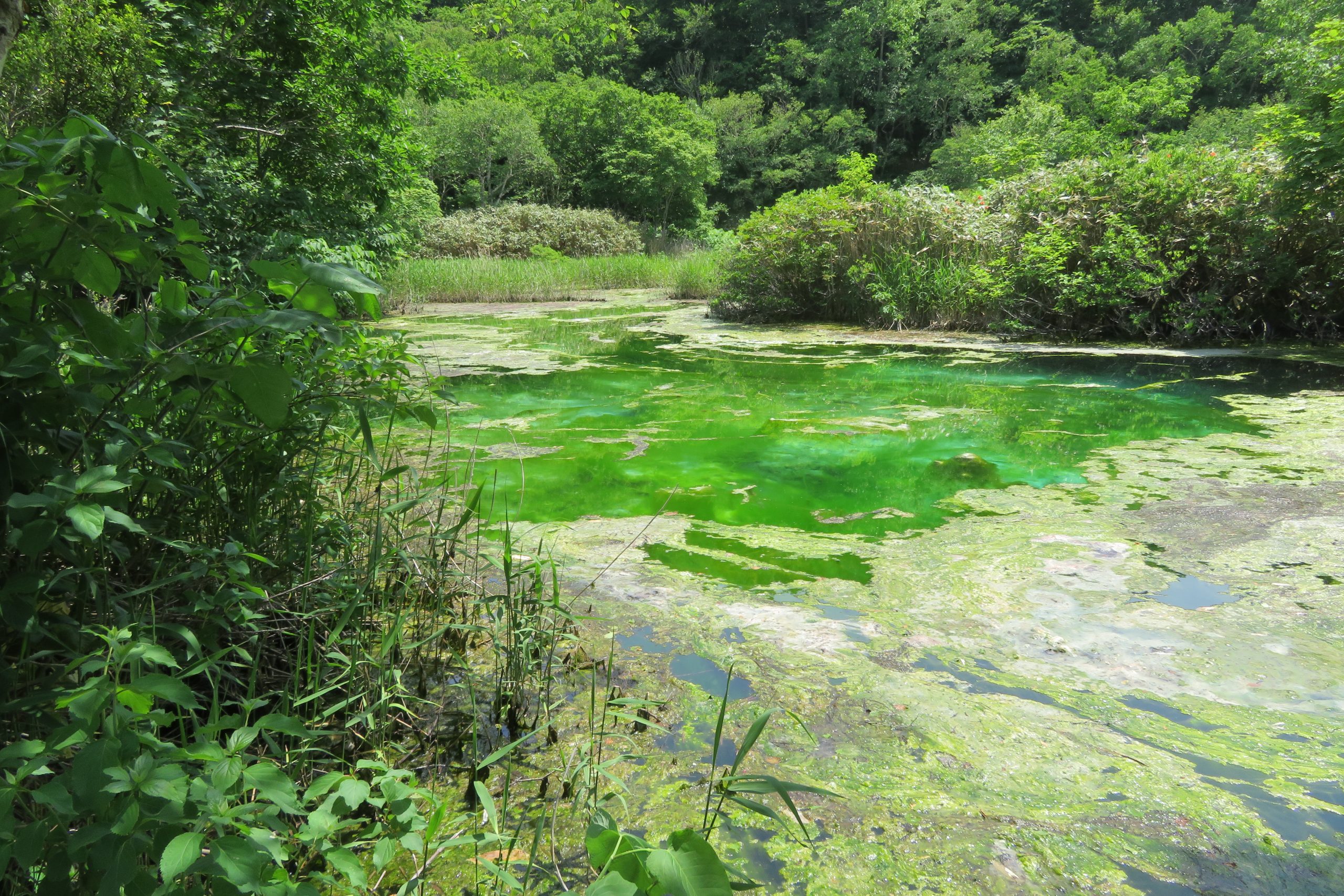 6月13日の朝ごはん(青森県 八甲田山 田代湿原のワタスゲと龍神沼、ビーフステーキと肉じゃが)