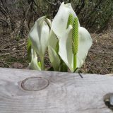 5月27日のお昼ごはん(青森県 酸ヶ湯温泉の山菜蕎麦と生姜味噌おでん)
