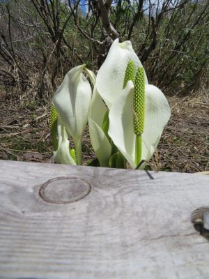 5月27日のお昼ごはん(青森県 酸ヶ湯温泉の山菜蕎麦と生姜味噌おでん)