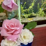 6月6日の朝ごはん(鰯のパン粉焼き、アイナメのバルサミコソテー)