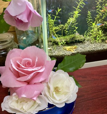 6月6日の朝ごはん(鰯のパン粉焼き、アイナメのバルサミコソテー)